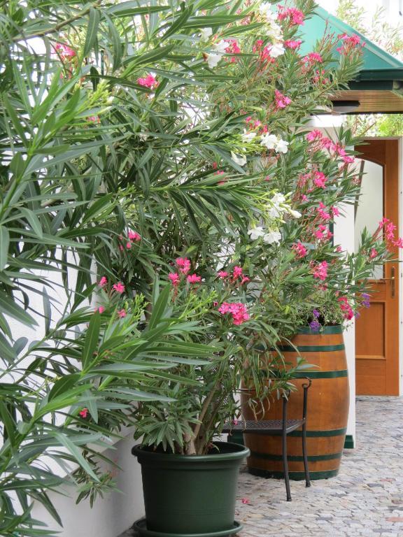 Gartenpension Fischl Mörbisch am See Esterno foto
